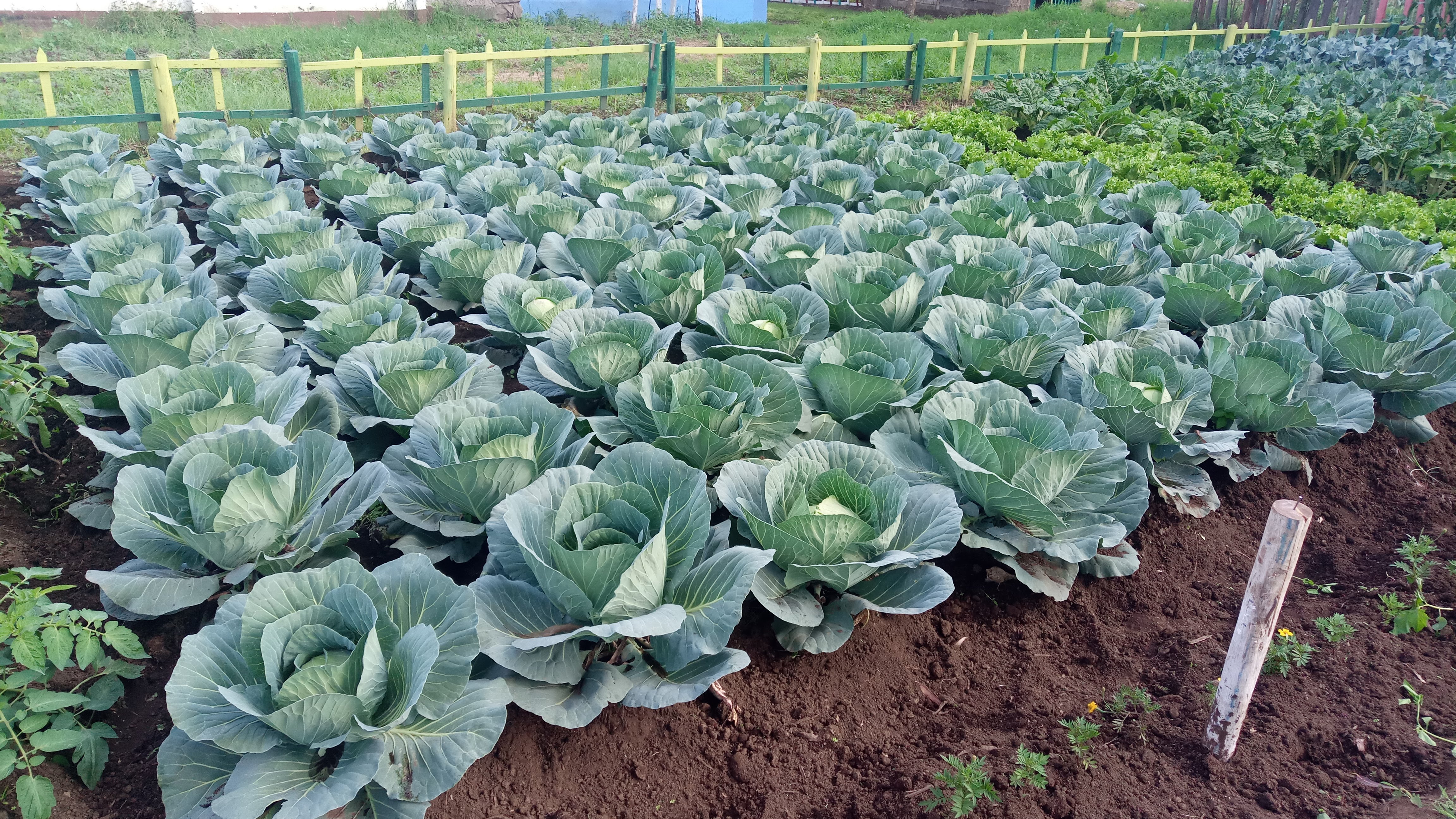 Cabbage Farm In Nakuru