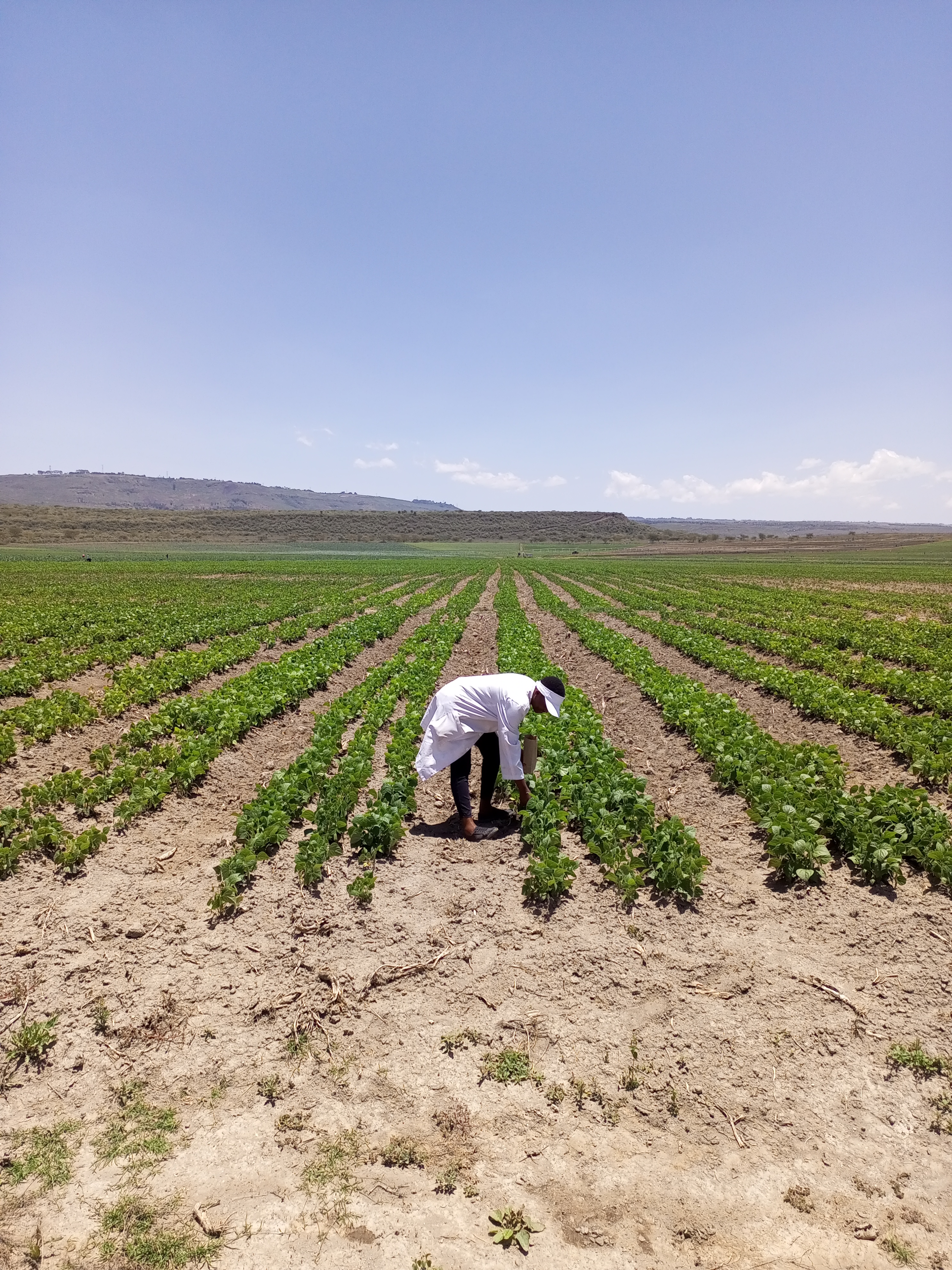 Jane Mugo Naivasha Farmer