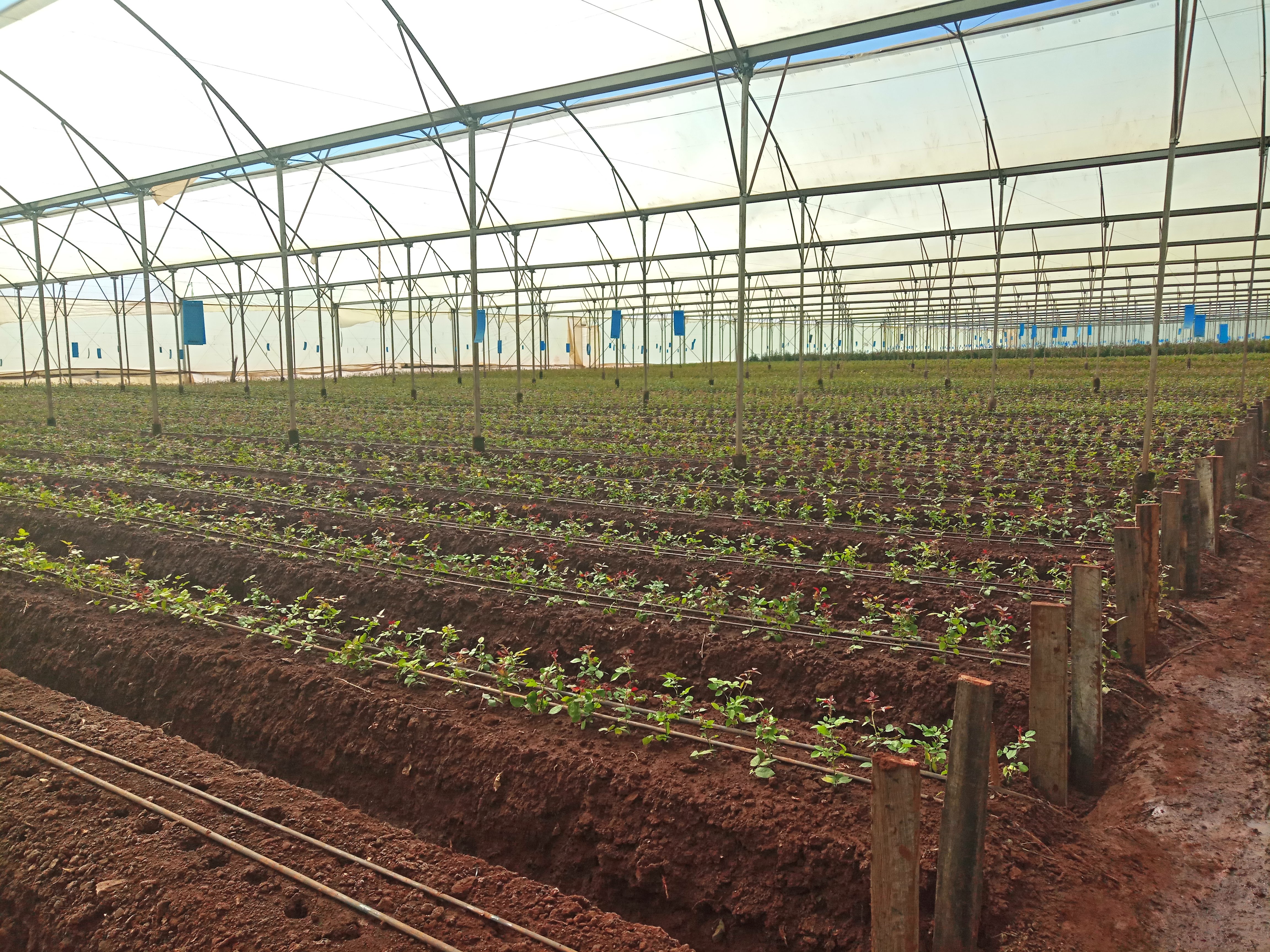 Flower Farm In Kitale