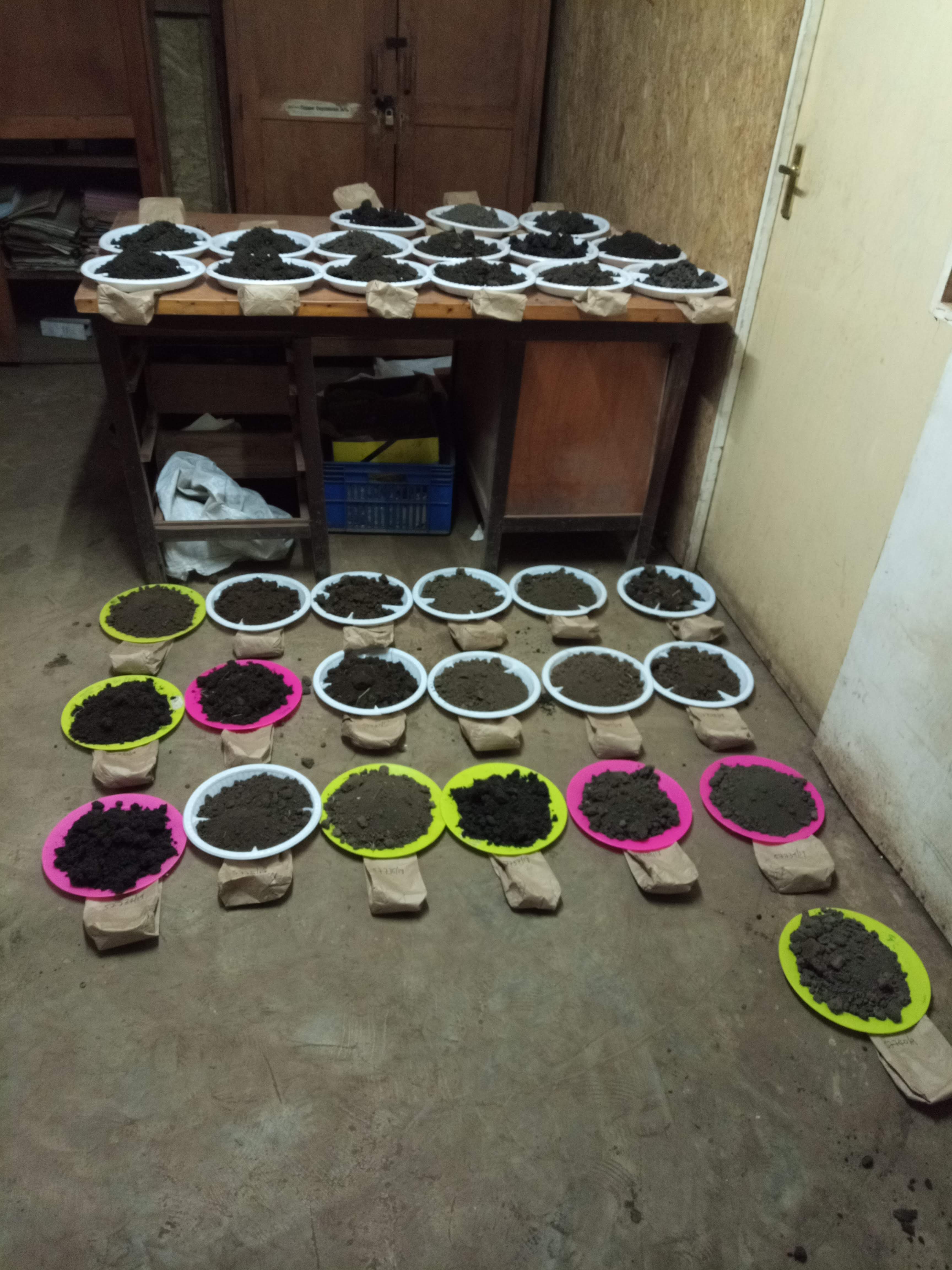 Soil samples being air dried