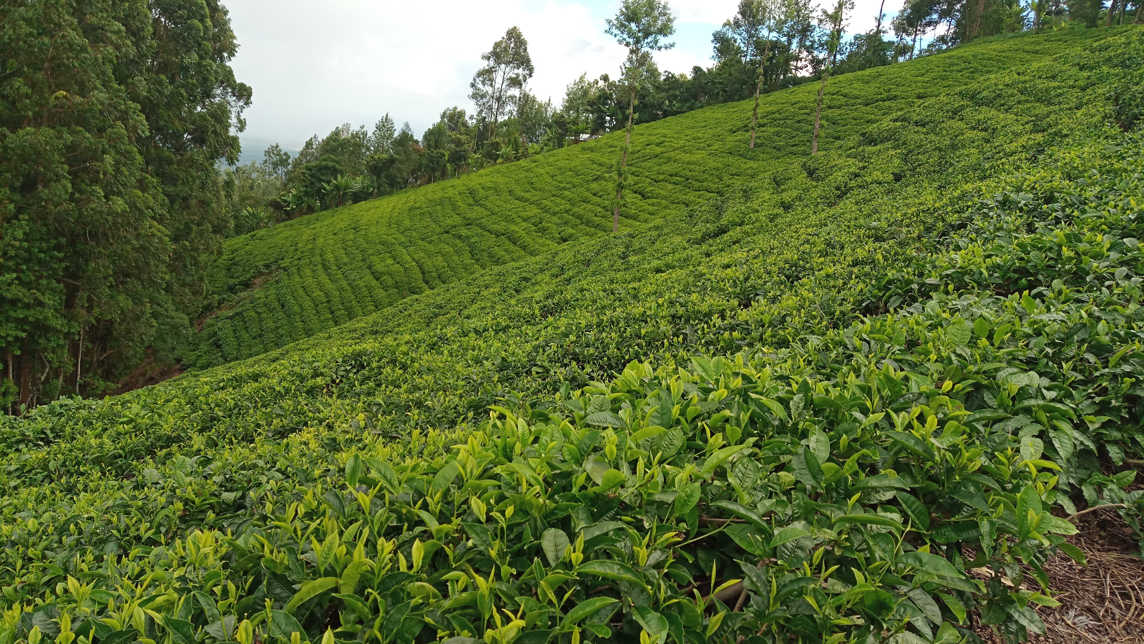 Tea Farm In Meru